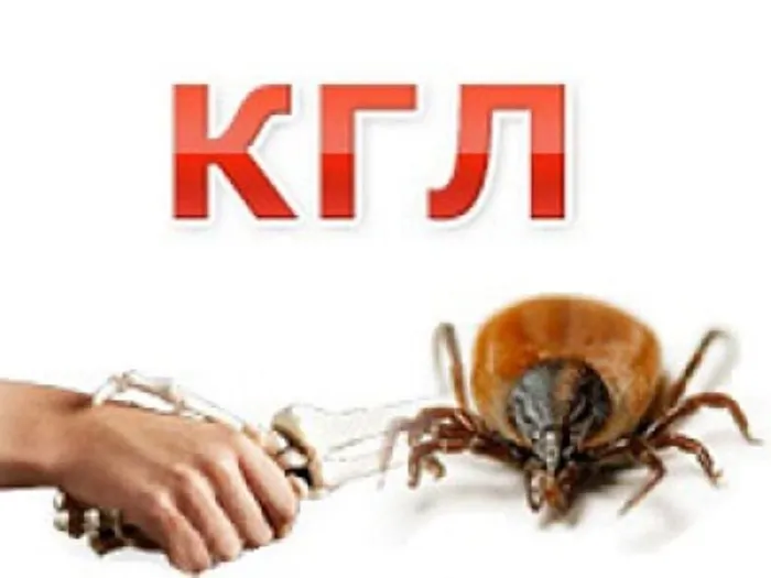 kgl-kryimskaya-gemorragicheskaya-lihoradka